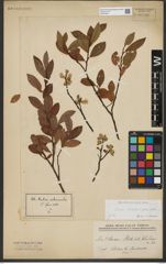 Foto von Salix waldsteiniana Willd.